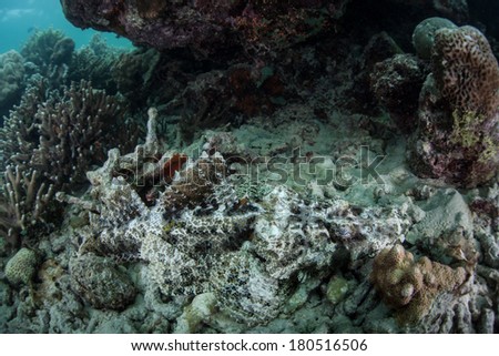 An adult crocodilefish (Cymbacephalus beauforti) lies amid rubble on a coral reef in Yap, Micronesia. This ambush predator, found throughout the Indo-Pacific, is extremely well camouflaged.