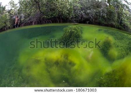 Bright green algae grows in an isolated marine lake in Raja Ampat, Indonesia. Marine lakes, found in limestone areas, are filled with seawater but are not directly connected to the ocean.
