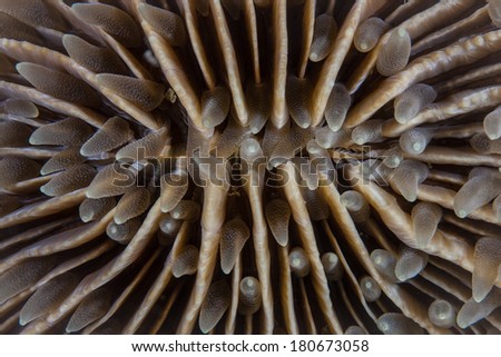 Detail of a mushroom coral (Fungia sp.) as it grows on a western Pacific coral reef. This coral grows a calcium carbonate skeleton but does not fuse to the surrounding reef.