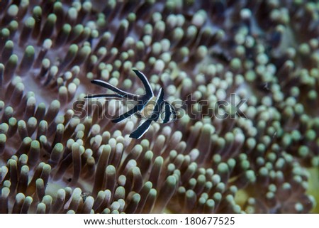 A young Banggai cardinal fish (Pterapogon kauderni) swims near the tentacles of an anemone in Lembeh Strait, Indonesia. This fish is endemic to Banggai Island but has been introduced to Lembeh.