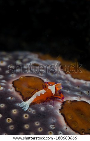 A tiny Emperor shrimp (Periclimenes imperator) lives communally with a sea cucumber in the tropical western Pacific.