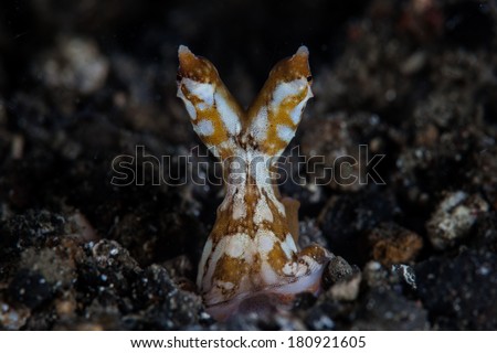 A Wonderpus octopus (Wunderpus photogenicus) pokes its eyes out of a hole in the sand in Lembeh Strait, Indonesia. This rare species is often confused with the even more rare Mimic octopus.
