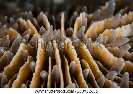 Detail of a mushroom coral (Fungia sp.) and its short tentacles as it grows on a western Pacific coral reef. This coral grows a calcium carbonate skeleton but does not fuse to the surrounding reef.