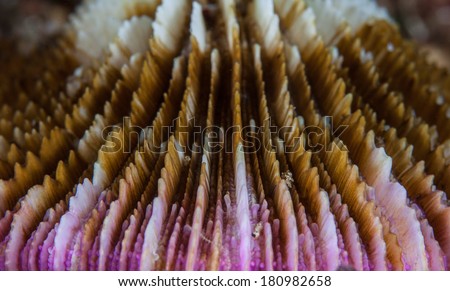 Colorful detail of a mushroom coral (Fungia sp.) as it grows on a western Pacific coral reef. This coral grows a calcium carbonate skeleton but does not fuse to the surrounding reef.