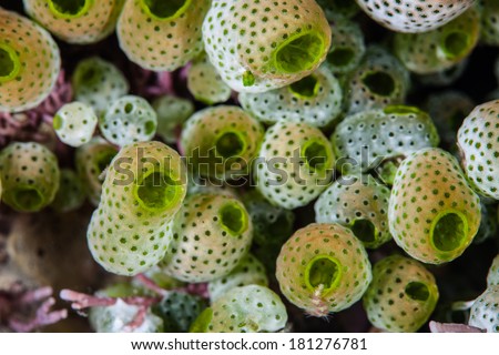 Green tunicates (Didemnum molle) grow on a coral reef in Indonesia. This is one of the most common invertebrates to be found in the tropical Indo-West Pacific region.