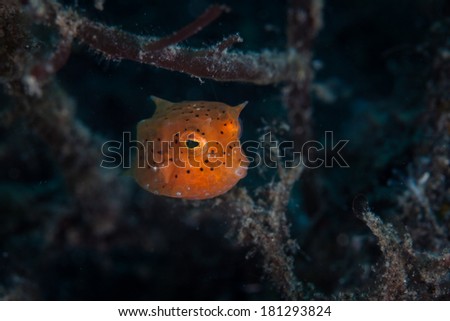 A juvenile boxfish (Ostracion cubicus) hovers above a muck slope in Lembeh Strait, Indonesia. This interesting fish is found throughout the tropical Indo-West Pacific.