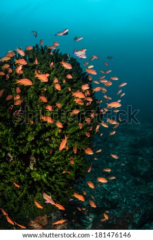 A school of brightly colored reef fish (Pseudanthias sp.) feed on plankton in a current sweeping across a coral reef in Indonesia.