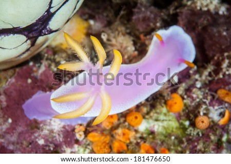 A beautiful nudibranch (Hypselodoris bullock), found on Pacific coral reefs, has bright yellow gills. The gills can be retracted if a predator approaches.