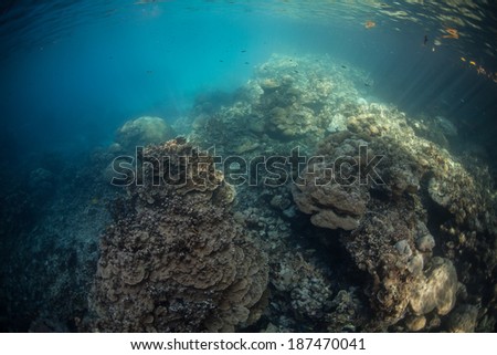 Bright beams of sunlight shine down on a coral reef growing in a shallow part of Palau\'s inner lagoon. Reef-building corals within the protected lagoon grow into delicate shapes.