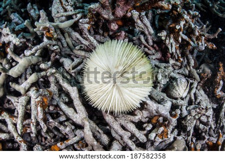 A mushroom coral, lying on rubble in Palau, has been eaten by a Crown-of-thorns seastar (Acanthaster planci) leaving behind a white calcium carbonate skeleton.