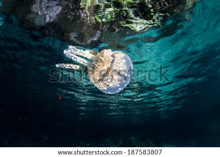 A golden jellyfish (Mastigias papua) swims just under the surface in Palau\'s lagoon where it can capture plenty of sunlight. The jellyfish has photosynthetic zooxanthellae within its tissues.