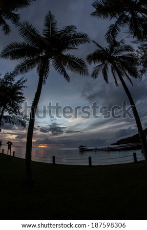 Coconut palms grow on the grounds of a tropical Pacific island resort.