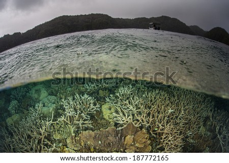 A shallow coral reef grows in Palau's lagoon. The reefs are still growing back from a devastating bleaching event in 1999.