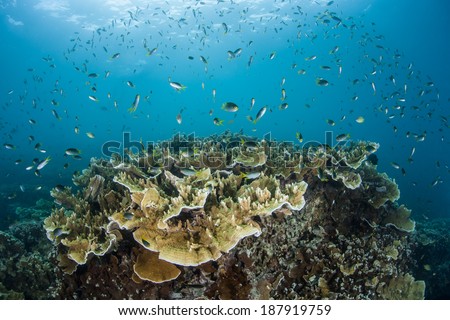 Small damselfish feed on plankton above a coral reef in the Republic of Palau. The plankton are swept over the reef by continual currents.