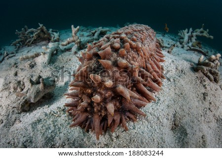 A large sea cucumber (Thelenota ananas), about two feet long, feeds on organic material on a sand slope on the island of Yap in Micronesia. This tropical Pacific species is widespread.