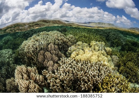 A healthy coral reef grows in the shallows along the edge of a channel on the island of Yap in Micronesia. The reefs on Yap are regrowing after being devastated by recent typhoons.