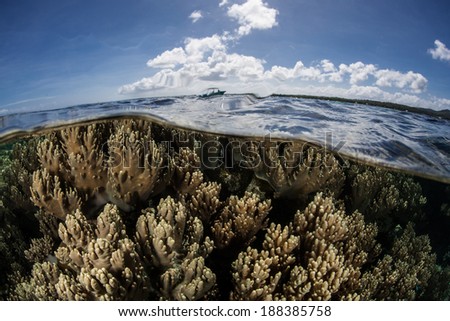 A healthy coral reef grows in the shallows along the edge of a channel on the island of Yap in Micronesia. The reefs on Yap are regrowing after being devastated by recent typhoons.