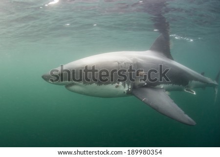 A Great White shark (Carcharodon carcharias) swims just under the surface of the ocean. This apex predator is one of the most dangerous species on Earth.