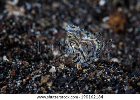 A juvenile lionfish flutters its large pectoral fins as it swims just above a sandy slope in Lembeh Strait, Indonesia. This individual is only 1 cm long.