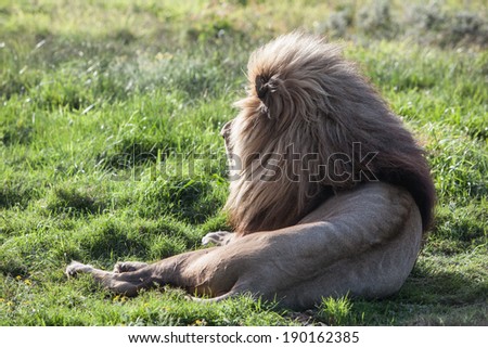 A giant male lion (Panthera leo), resting in Addo Elephant Park, South Africa, weighs close to 550 lbs. Until 10,000 years ago, lions were the most widespread large land mammals after humans.