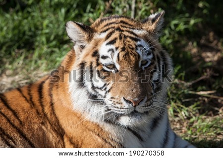 The tiger (Panthera tigris) is the largest cat in the world and can weigh up to 850 lbs. They are disappearing from the wild due to habitat loss and poaching.