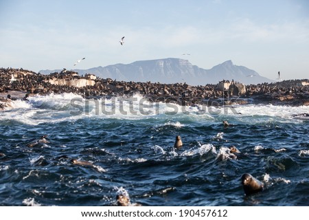 Cape Fur seals swim in the cold waters surrounding Seal Island in False Bay, South Africa. The seals seasonally attract apex predators, such as Great White Sharks.