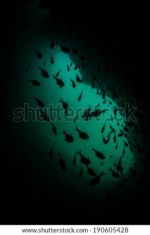 A school of glassy sweepers swim in the dark shadows of a submerged cave in Raja Ampat, Indonesia. This species of fish does not like direct sunlight.