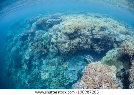 A diverse coral reef grows in the shallows of eastern Indonesia. This area is within the Coral Triangle and is possibly the epicenter of marine biological diversity.