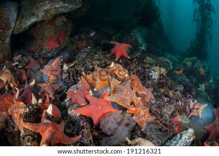A large collection of colorful Bat sea stars (Asterina miniata) feed on a jellyfish on the rocky bottom of a kelp forest growing off the coast of Northern California.