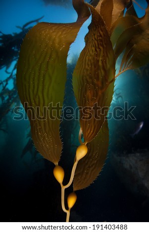 Giant kelp (Macrocystis pyrifera) grows in the Pacific Ocean along the coast of California. This large brown algae can grow up to two feet per day with plenty of sunlight in the right conditions.