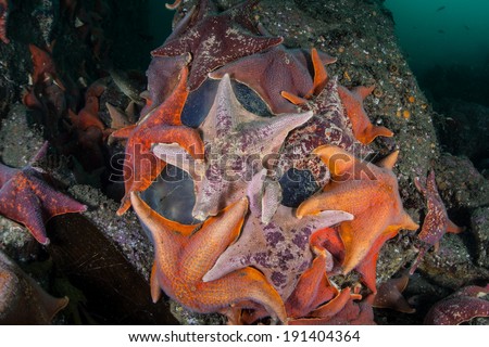 Bat sea stars (Asterina miniata), which are a common kelp forest inhabitant, feed on a dying jellyfish on the rocky bottom of a kelp forest growing off the coast of Northern California.
