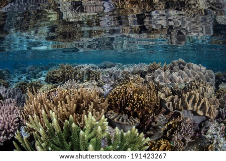 A healthy coral reef grows in extremely shallow water in Raja Ampat, Indonesia. This region is the heart of the Coral Triangle, known for its incredible marine biodiversity.