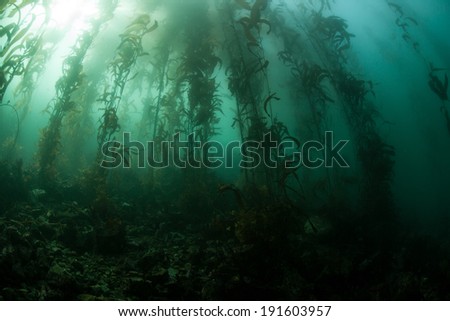 Sunlight filters through a kelp forest growing in the Pacific Ocean along the coast of California. Giant kelp (Macrocystis pyrifera) can grow up to two feet per day in the right conditions.