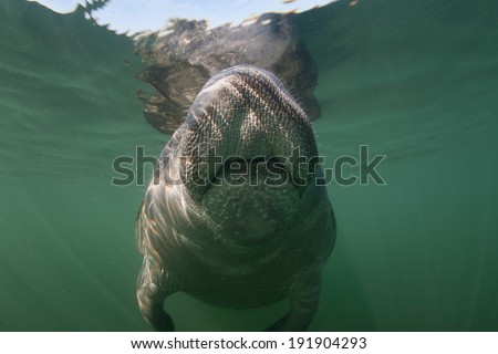Florida manatees (Trichechus manatees latirostris) are a subspecies of the West Indian manatee. Their population is dangerously low and is mainly in danger from habitat loss and being struck by boats.