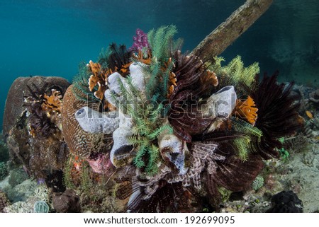 A chaotic assembly of marine life competes for space to grow and food on a coral reef in Raja Ampat, Indonesia. This region is known as the heart of the Coral Triangle and is high in marine diversity.