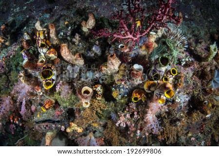 Tunicates and other marine invertebrates compete for space to grow on a reef in Raja Ampat, Indonesia. This region is known as the heart of the Coral Triangle and is high in marine diversity.