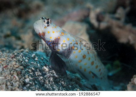 On a coral reef in Indonesia, a goby looks out from its hole which it shares with a pair of blind shrimp. The shrimp acts as guard and the shrimp excavate the hole.