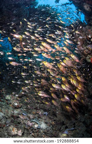 A school of glassy sweepers hovers in the cracks and crevices of a coral reef in Indonesia. Many marine species prefer dark, shadowed parts of the reef.