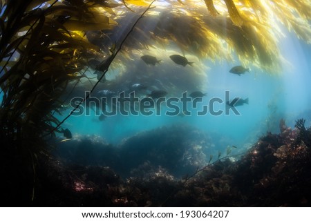 Bright sunlight filters down through blades of giant kelp (Macrocystis pyrifera) to illuminate the shadows of a kelp forest growing along the coast of northern California.