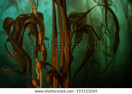 Giant kelp (Macrocystis pyrifera) grows in a thick kelp forest along the coast of Northern California. This temperate habitat is surprisingly diverse and home to hundreds of marine organisms.