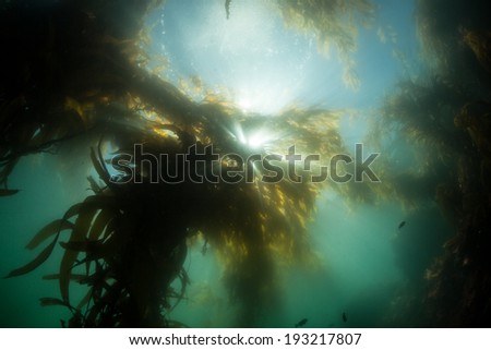 Bright sunlight filters down through long blades of giant kelp (Macrocystis pyrifera) to illuminate the shadows of a kelp forest growing along the coast of northern California.