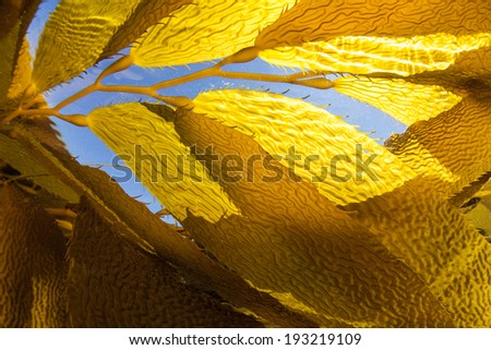 Sunlight filters down through long blades of giant kelp (Macrocystis pyrifera) growing along the coast of northern California. Kelp can grow over two feet per day in the right conditions.