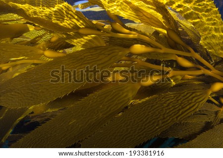 The long blades of giant kelp (Macrocystis pyrifera) are supported under the surface by gas bladders. This fast-growing species grows up and down the west coast of the United States.