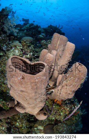 Large and colorful sponges are one of the major components of many Caribbean reefs. Sponges are the world's simplest multicellular animals and are ecologically important filter feeders.