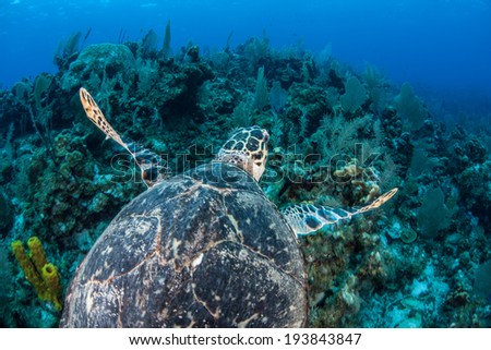 A Hawksbill sea turtle swims above a coral reef near the island of Grand Cayman in the Caribbean Sea. This is an endangered species but common around the Cayman islands.