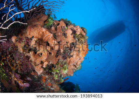 Large and colorful sponges decorate many Caribbean reefs and drop offs. Sponges are the world\'s simplest multicellular animals and are ecologically important filter feeders.