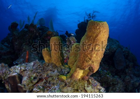 Large tube sponges are one of the major components of many Caribbean reefs. Sponges are the world\'s simplest multicellular animals and are ecologically important filter feeders.