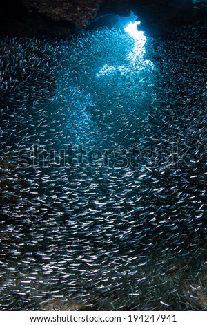 A school of silversides, tiny bait fish, swarm in a cavern in a coral reef on the island of Grand Cayman in the Caribbean. Silversides are seasonal and serve as prey to many reef predators.