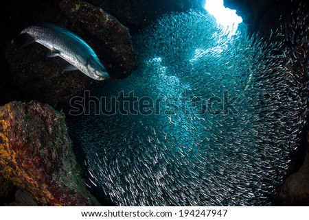 A predatory tarpon swims through a thick school of silversides as they swarm in a submerged cavern on the island of Grand Cayman. Silversides are seasonal and serve as prey to many reef predators.