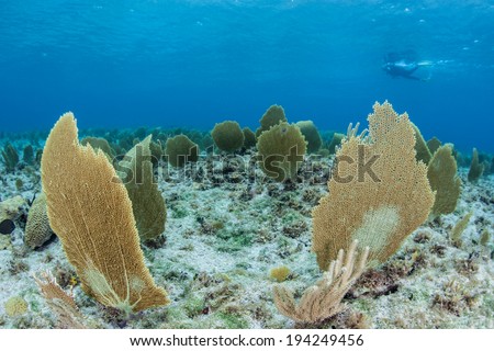 Gorgonians bend back and forth in the light currents that bathe the shallows of Grand Cayman. Sea fans such as these feed on planktonic organisms.